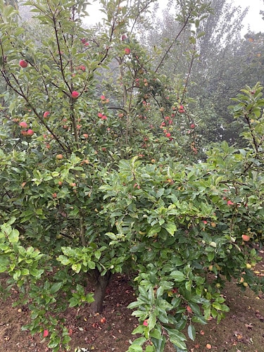 Apfelbaum