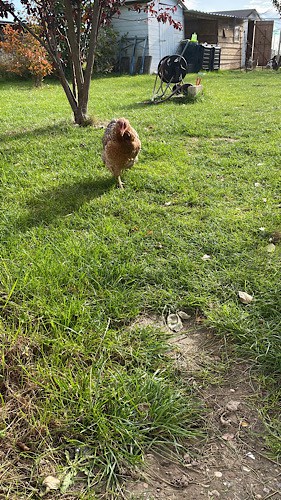 Huhn freilaufend im Garten