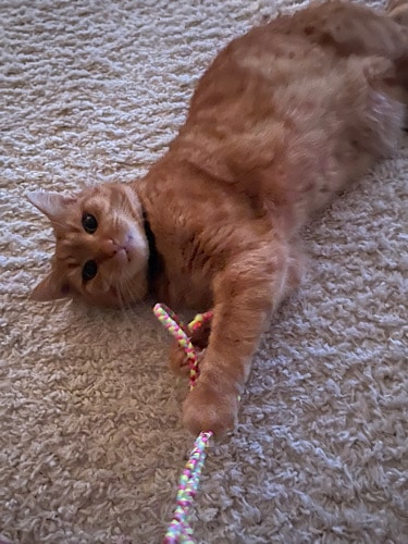 Katze mit einer Kordel zum Spielen