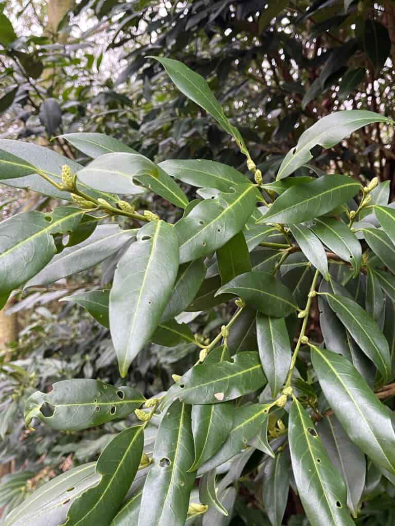 Kirschlorbeer mit ersten Knospen