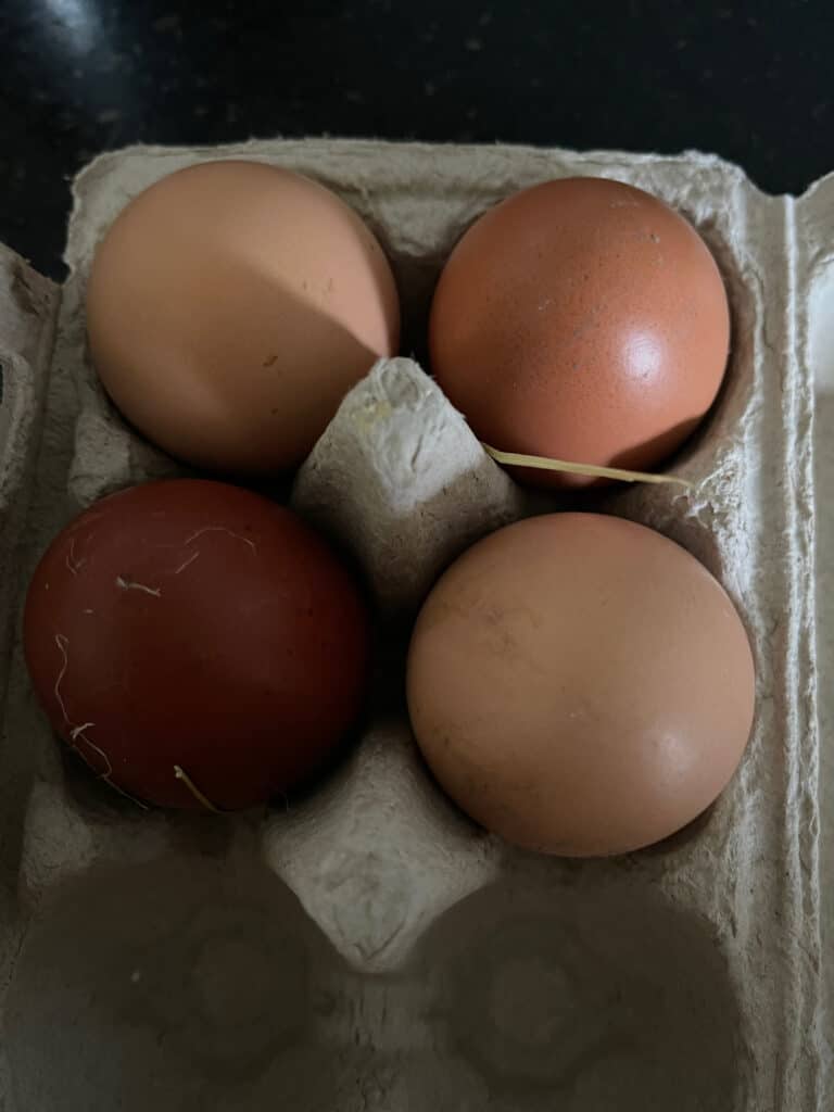 Vier Eier vom Biohof