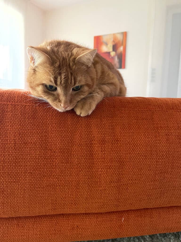 Katze liegt auf einer Liege