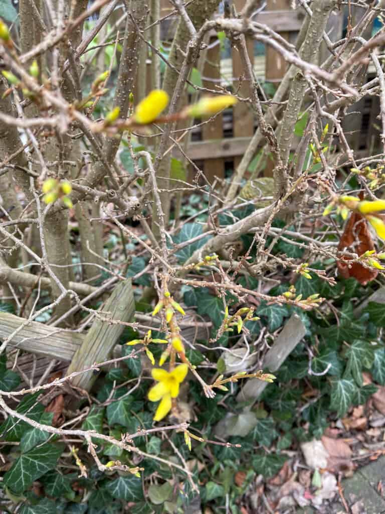 Busch mit ersten gelben Blüten