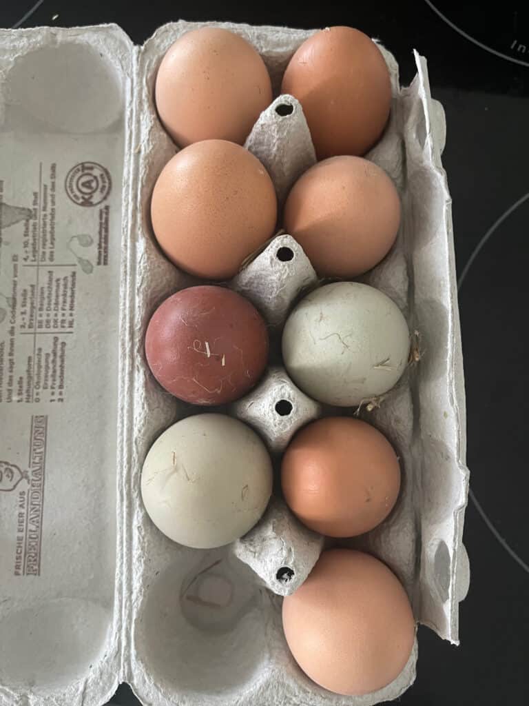 Eierpackung mit neun Eiern