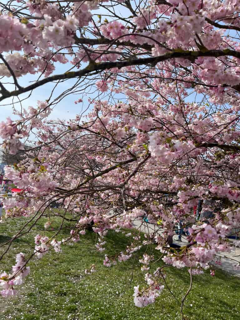 Baum in voller Kirschblüte