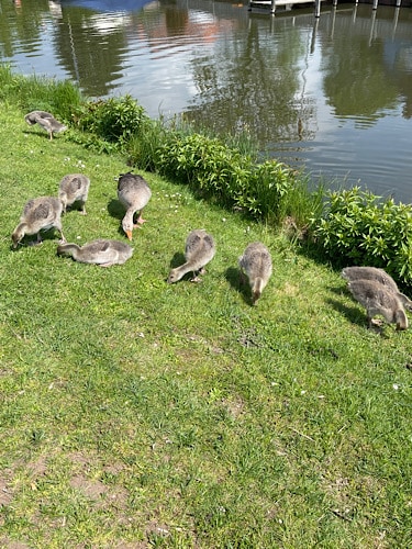 Enten im Gras