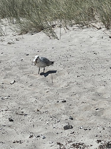 Möve am Strand mit Krebs im Schnabel