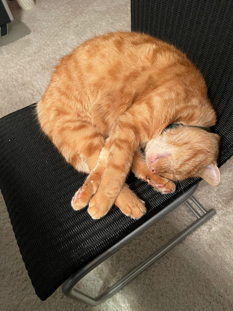 schlafender Kater auf einem Stuhl